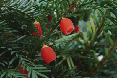 If - Fruits ou arilles (Taxus baccata)